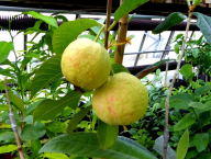 Psidium guava